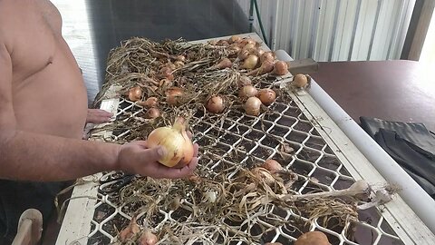 Processing Onions For Storage