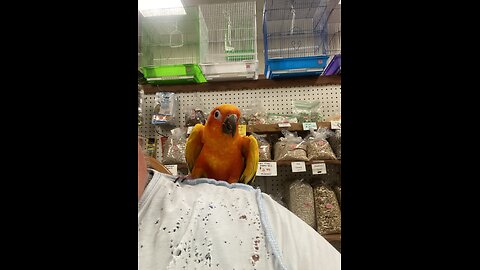 Pheobe