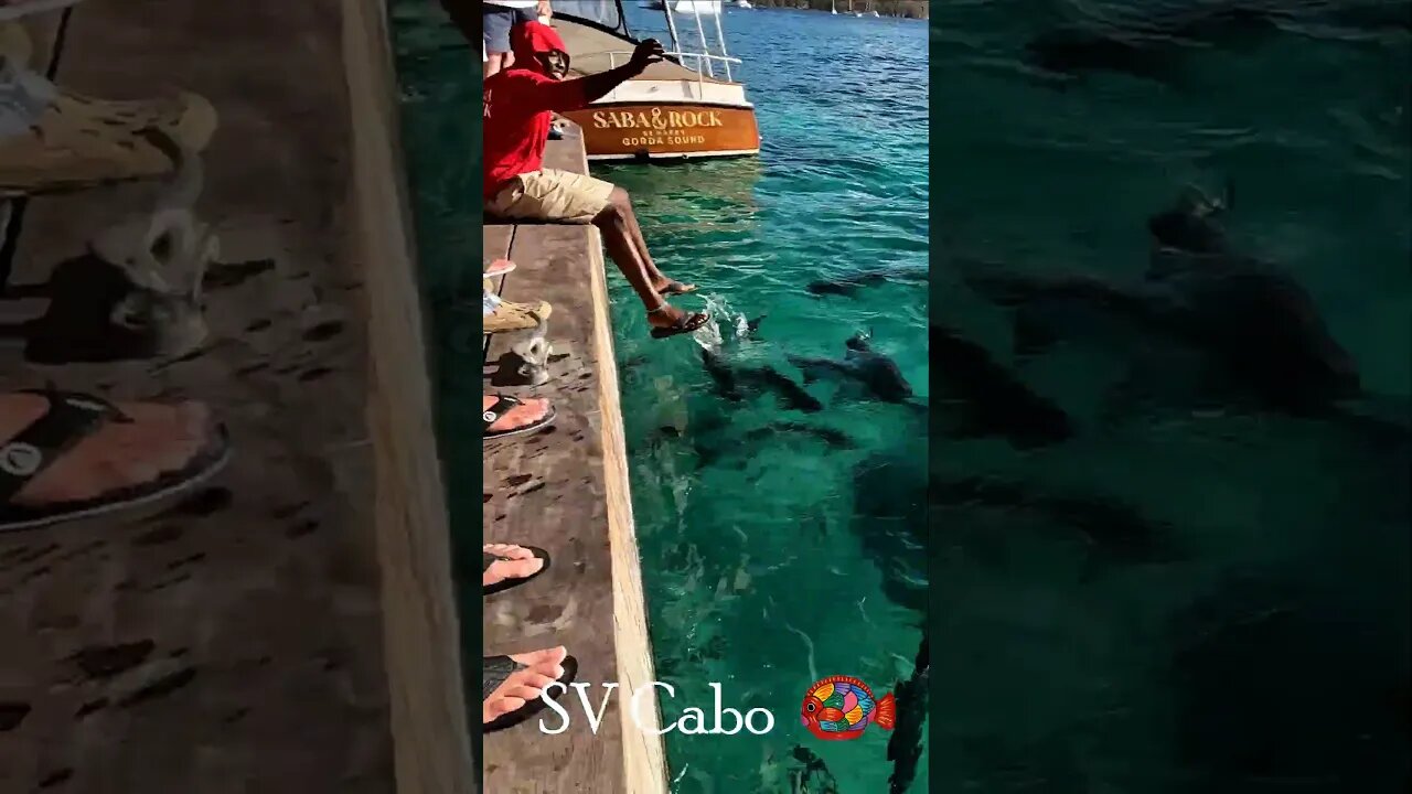 Tarpon Feeding-Sailing SV Cabo #short