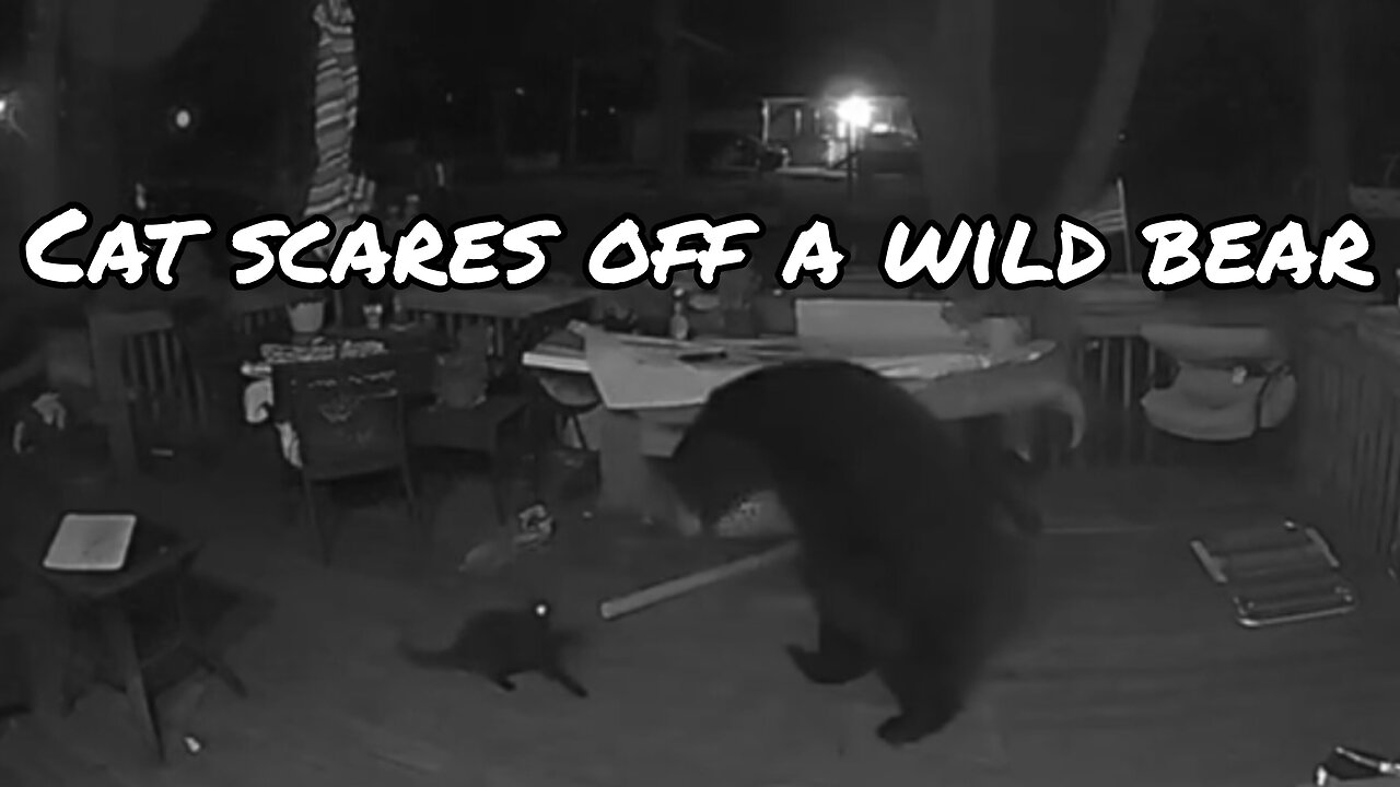 Cat scares off a wild bear