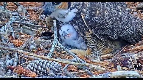 It's a Lunchtime Close-up 🦉 2/27/22 12:18