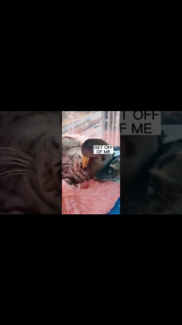 1Min Animal World #dogs #cats #pet