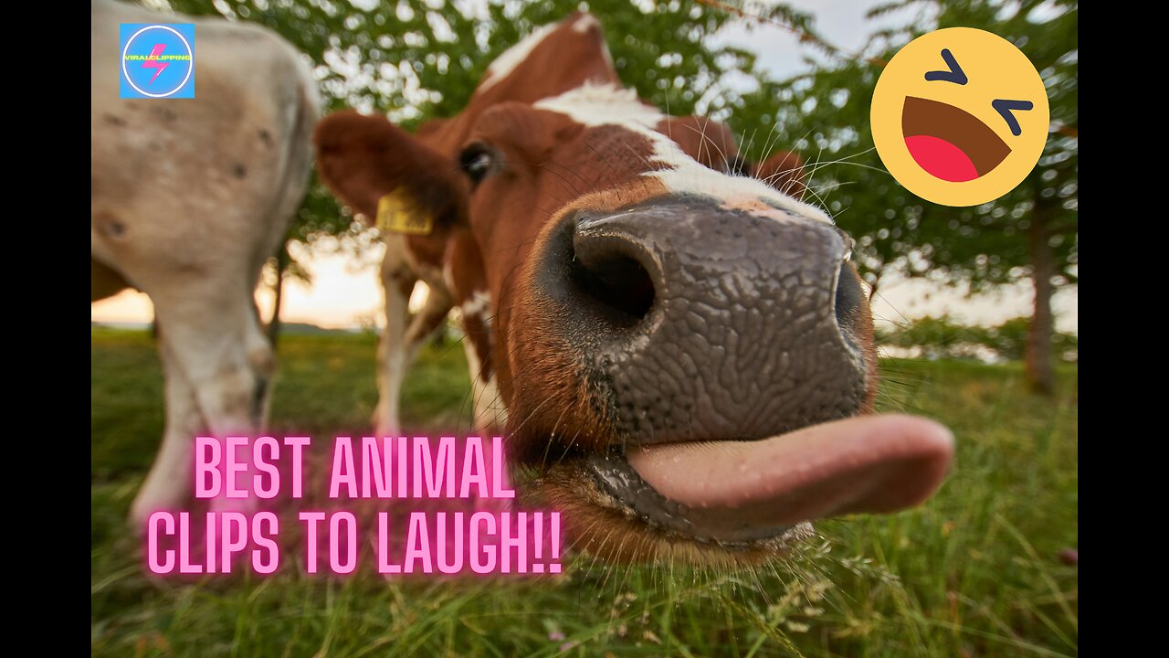 Unleashed Laughter: 60 Minutes of Hilarious Animal Antics! 🐾😂