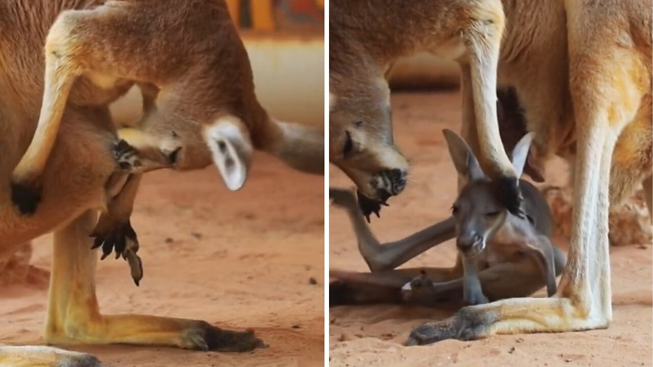 This Kangaroo joey had a bit of a rude awakening 😂🥺