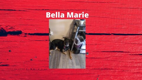 Bella's March Bark Box 2021