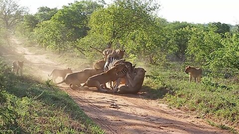 lioness shows cubs how to kill