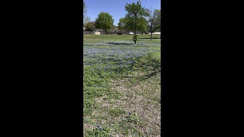 “Bluebonnets “ clothing the field. Short