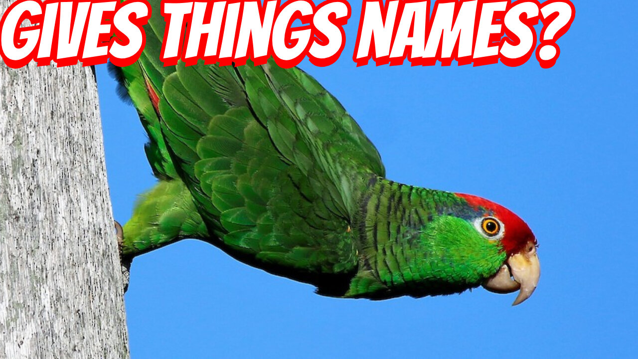 The Naming Parrots!