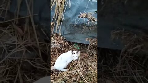 Cute buddy | Rat Eating cheese 😍😍 | nam nam 🤭 | funny videos | #shorts #cuterat #fun #photography