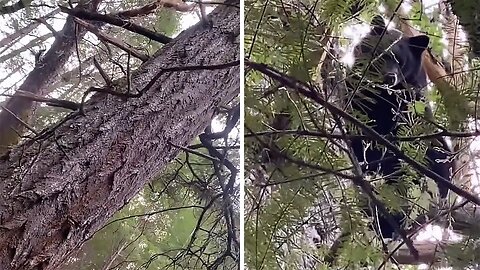 Brave dogs fearlessly chase big bear up a tree