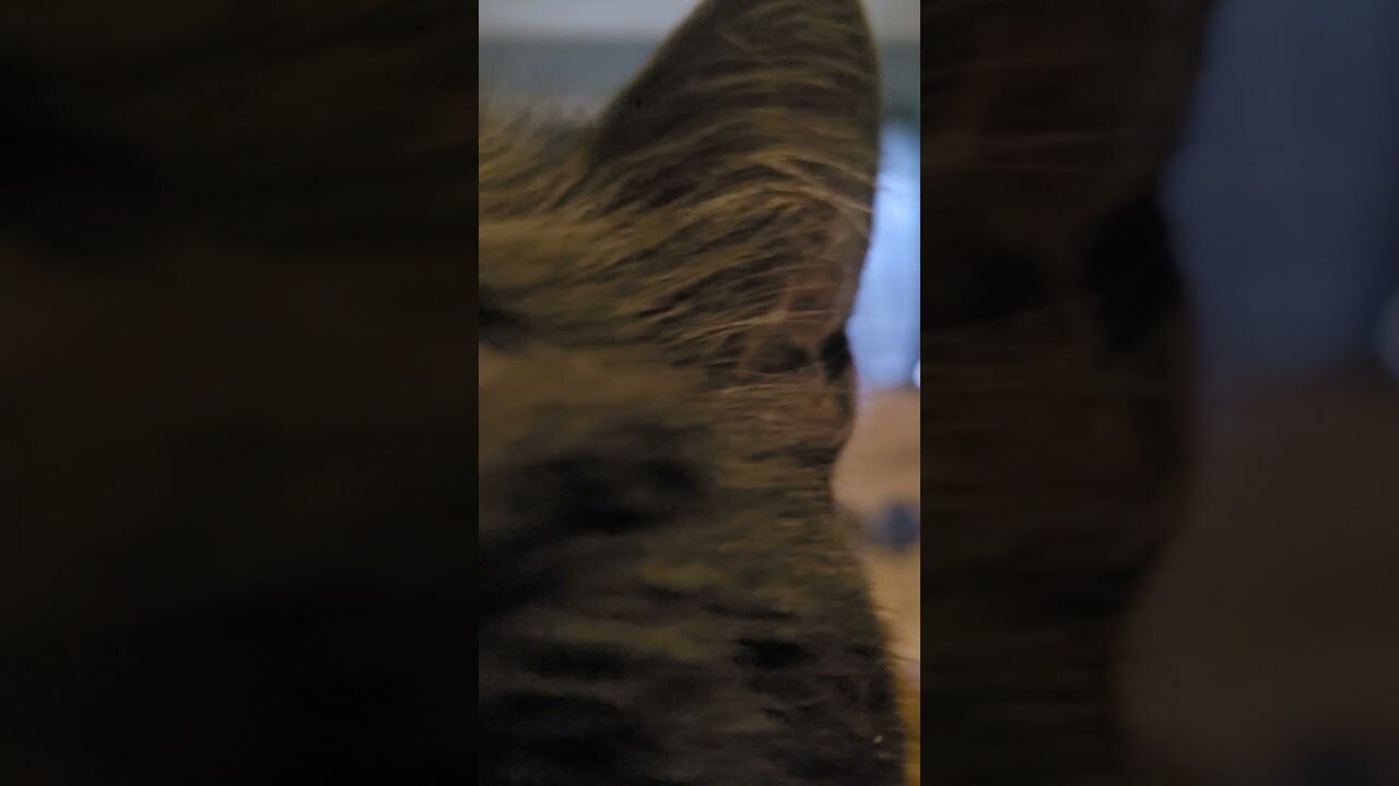 Buddy looks at the 4 birds, wagging his tail.