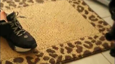 Cat freaks out over a pair of running shoes! The Saga of Charlie & Prada