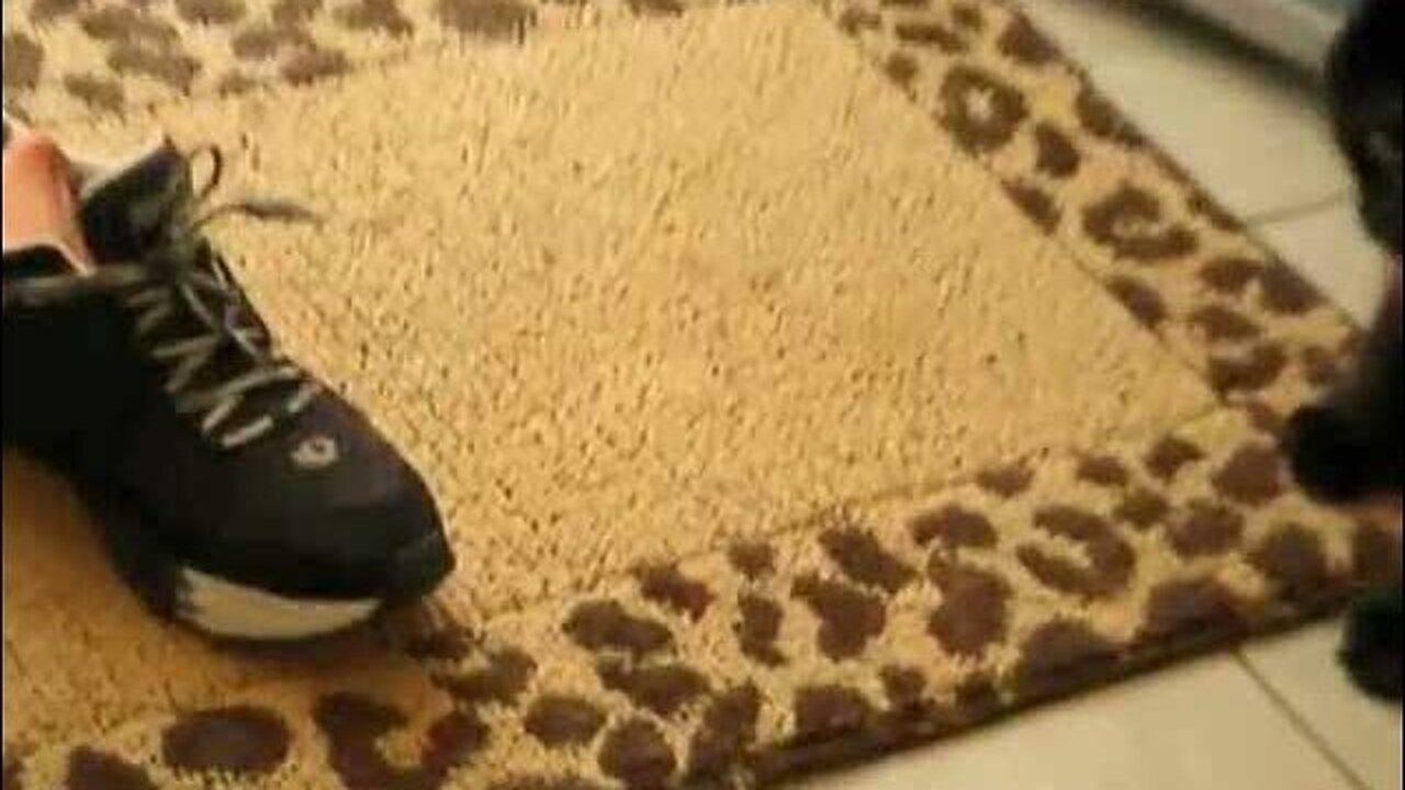 Cat freaks out over a pair of running shoes! The Saga of Charlie & Prada