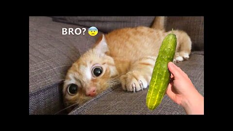 Funniest Animals - Best Of The 2021 Funny Animal Videos