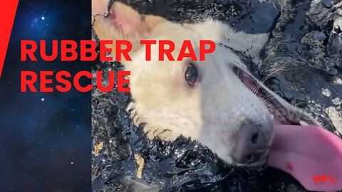 Dog Rescued from Molten Rubber Trap in Thailand!