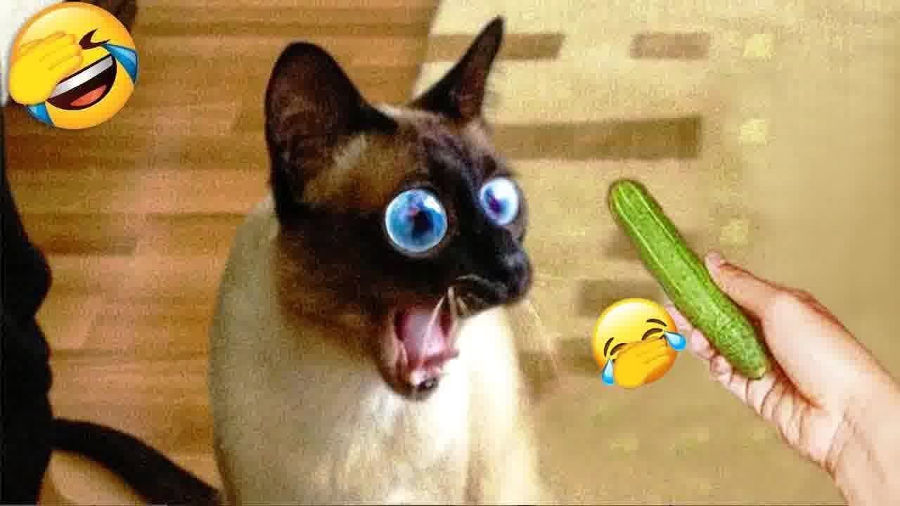 🤣 New Funny Cats & Dogs Videos 🤣🤣 Best Funny Animals 2024 - PART: 70