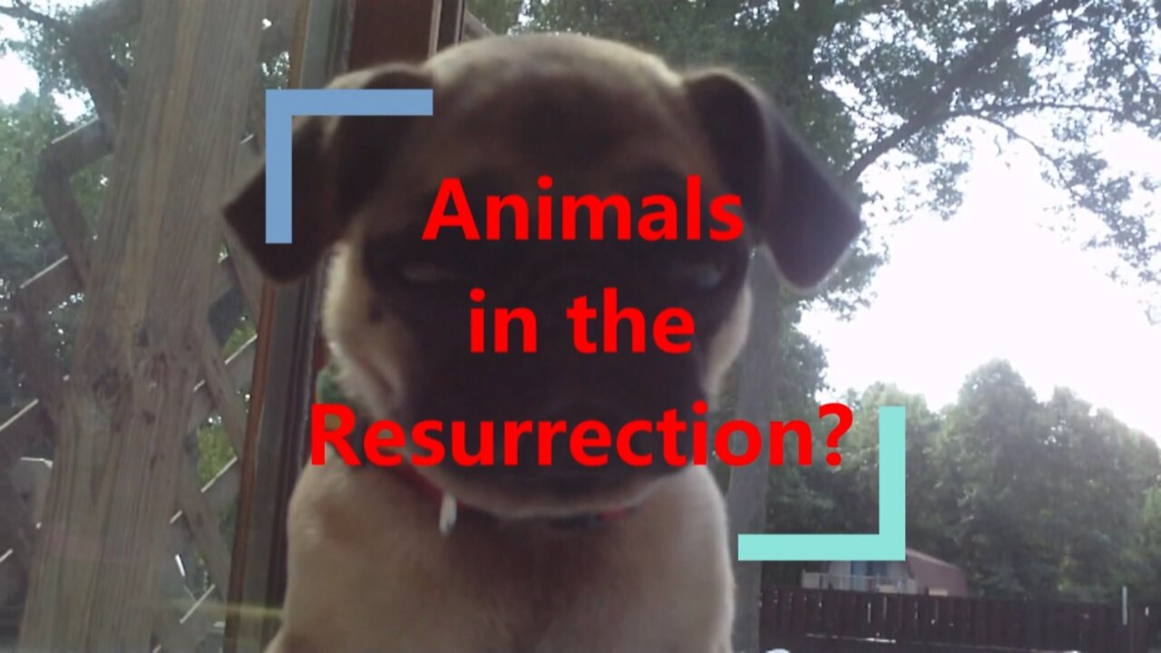 Animals in the Resurrection? (FAVOUR JOY TRIBUTE: 2011-2022)