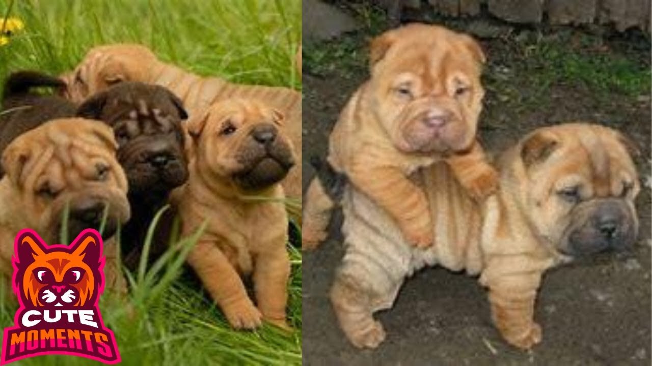 Sharpei Puppies Cute Moments | SHARPEI