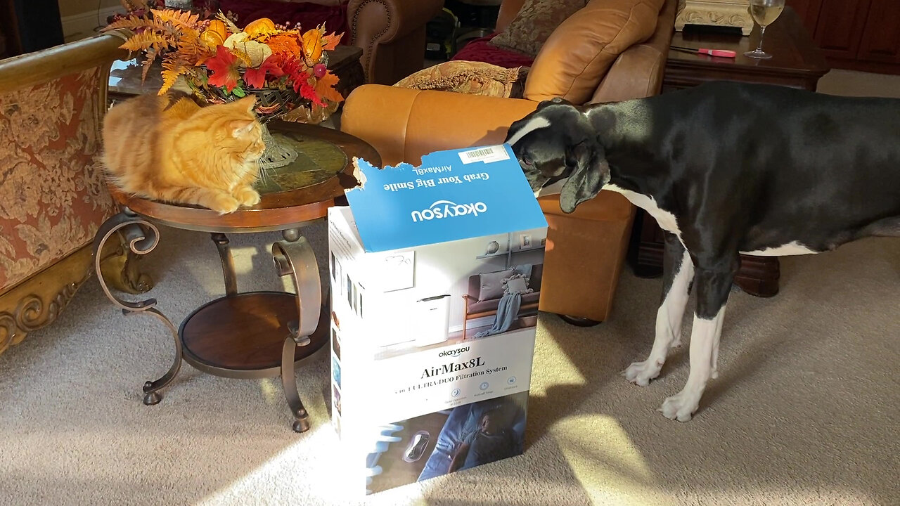 Funny Cat Supervises Great Danes' Unpacking Of Air Purifier