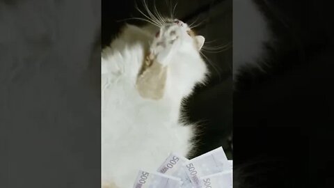 KUCING LUCU #PART 9