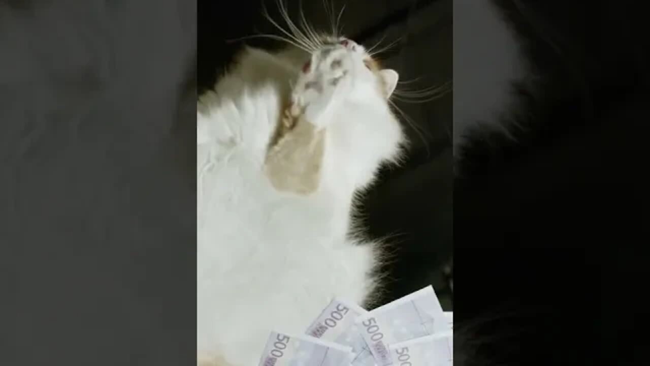 KUCING LUCU #PART 9