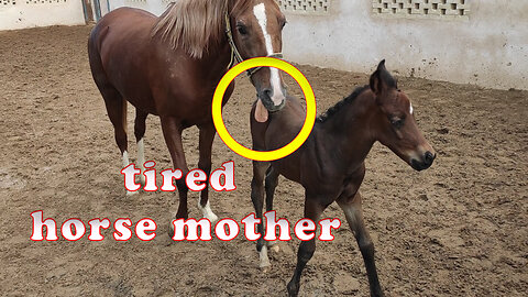 tired horse mother