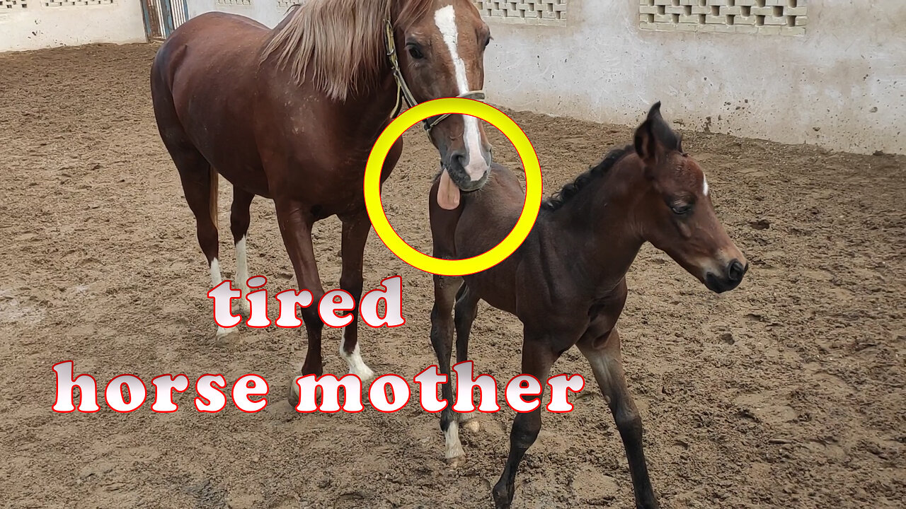 tired horse mother