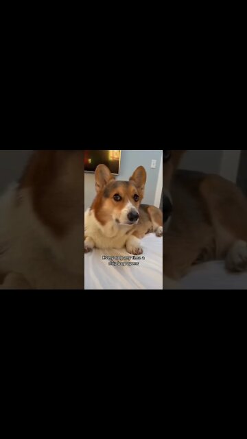 When you open chips bag, how your dog reacts