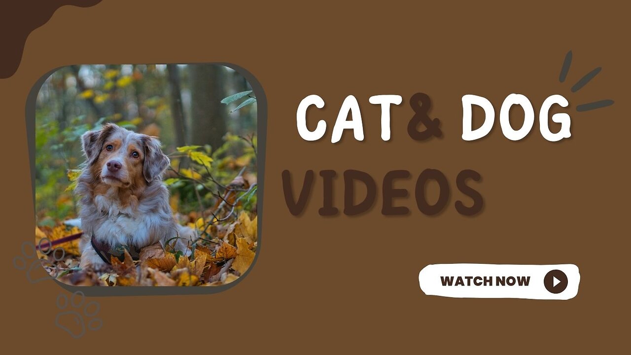 Funny Cat and Dog Videos: The Ultimate Compilation for Pet Lovers