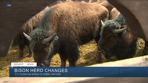 Denver's bison auction changes to giveaway to tribal nations