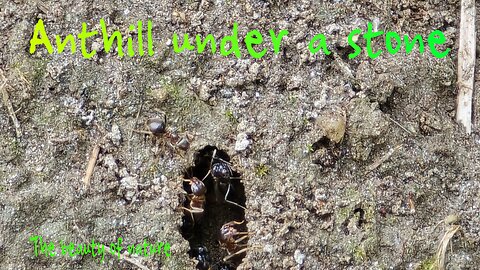 Anthill under a stone / beautiful insect burrow under a stone.