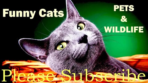 Cute Cats Funny and gorgeous cats video Cutest kittens video compilation