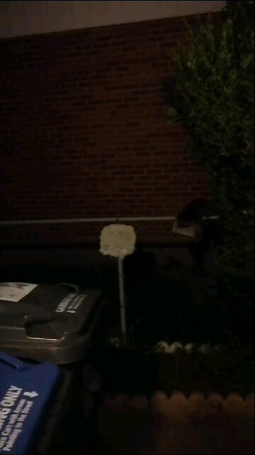 Raccoons 🐨🦝🐨