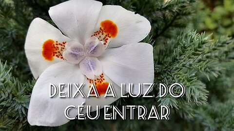 🙏🏻Jardim de Louvor 5- Deixa a Luz do Céu entrar. 🙏🏻