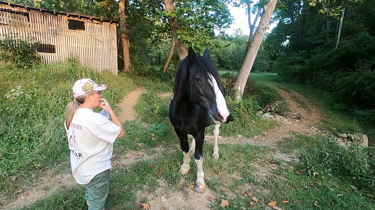 Feeding Bill in the pasture