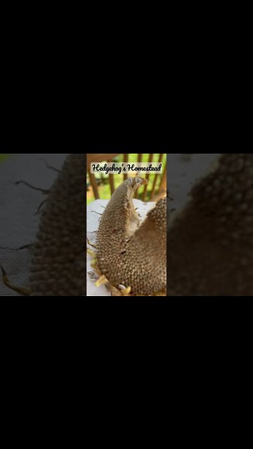 The best way to harvest all those seeds in your sunflower￼