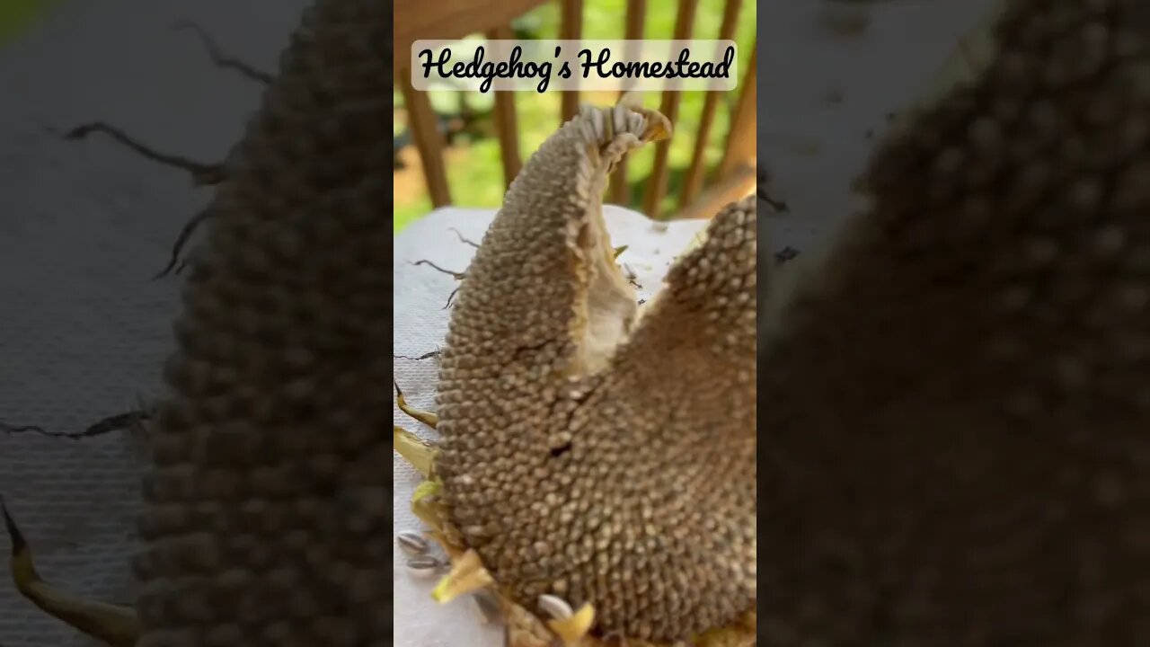 The best way to harvest all those seeds in your sunflower￼