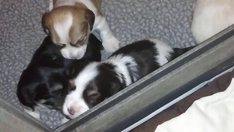 I Litter - Beginning Top Play