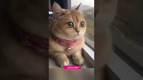 funny cat videos | cute cat videos| cute animals funny cats #shorts #shortsfunny #cutecat #funnycat