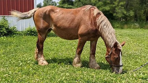 What Does A Draft Horse Do At Night?