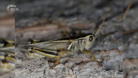 Hot And Dry Conditions Can Cause Grasshopper Infestation - June 13, 2022