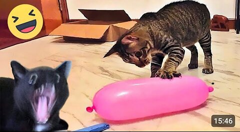 Funniest Cats And Dogs Videos -- - Best Funny Animal Videos 2024 --_11
