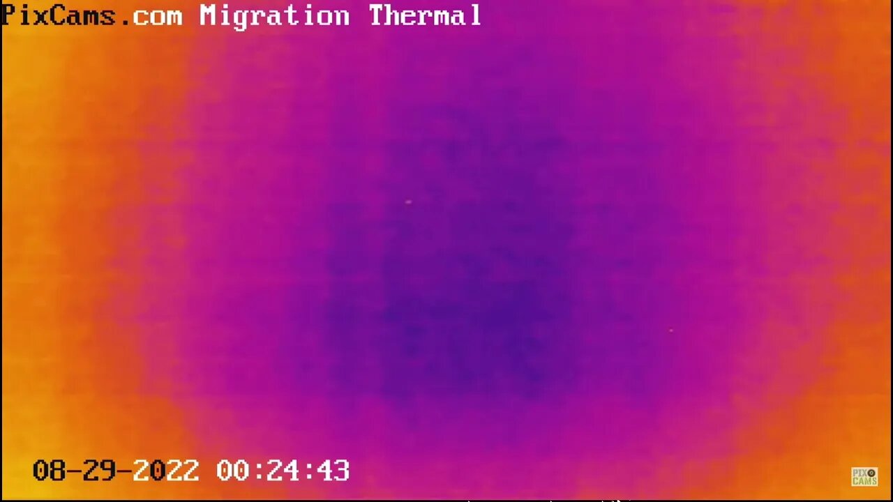 Night migrating birds on thermal camera - 8/29/2022 @ 00:24 - Odd Flight Path