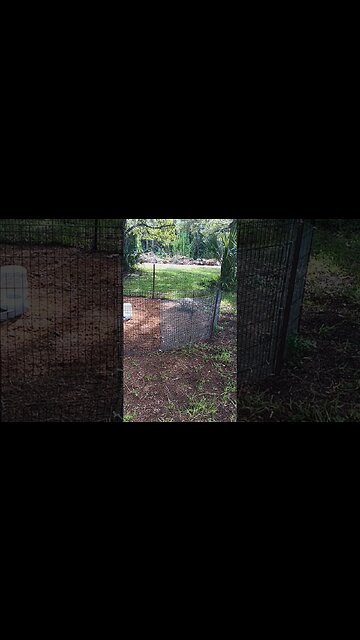 Turtle Rages At Chicken | TBrown0065 #shorts