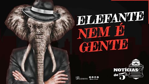 Elefante Nem é Gente! - Notícias de 5ª #003 com Kim Paim