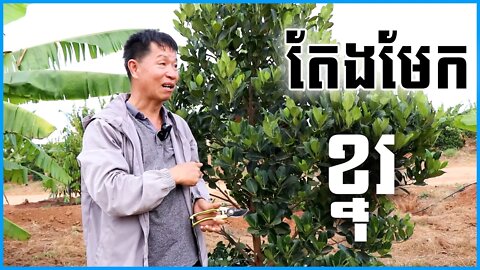 តាកាំងរៀនតែងមែកខ្នុរ​ / Jackfruit