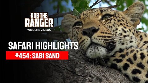 Safari Highlights #454: 19 - 23 January 2017 | Sabi Sand Nature Reserve | Latest Wildlife Sightings