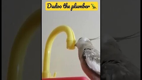 #shorts #short #cockatiel #animals #birds #pets