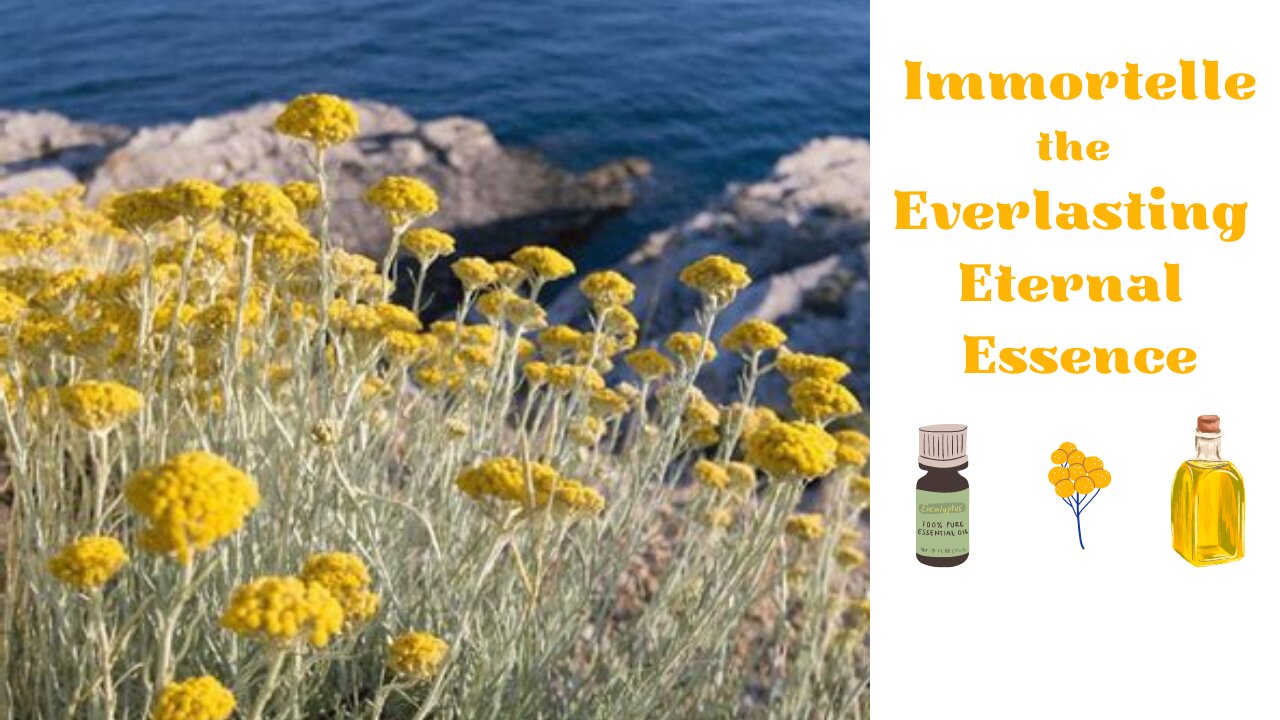 Immortelle - The Everlasting Eternal Essence