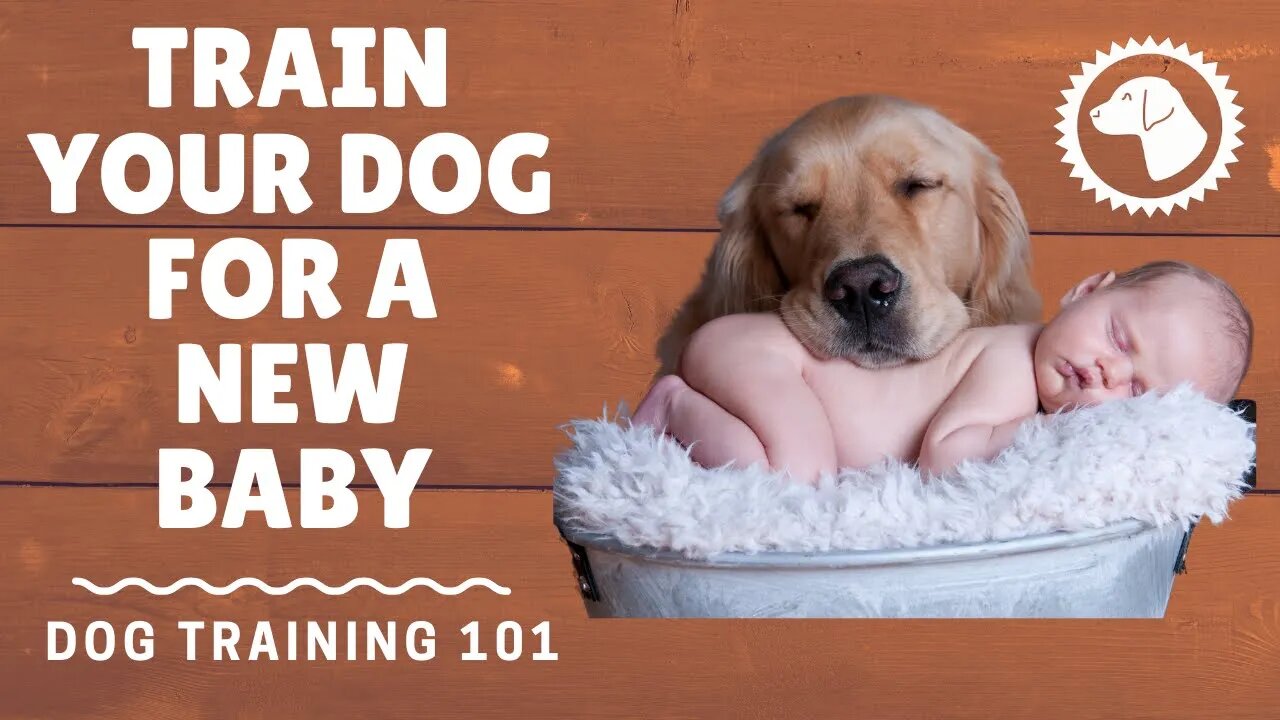 How To Train A Dog For A New Baby | DOG TRAINING 🐶 Brooklyn's Corner